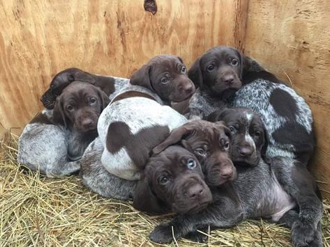 German Short Haired Pointer Puppy, German Shorthaired Pointer Black, German Shorthaired Pointer Training, Gsp Dogs, Shorthair Pointer, Gsp Puppies, German Shorthaired Pointer Dog, Pointer Puppies, French Dogs