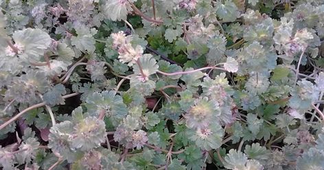 It's January in Tennessee and I wanted to see what was growing in my backyard.  This is a common weed found practically everywhere.  It'... Wild Foraging, Foraging Recipes, Edible Wild Plants, What's For Breakfast, Wild Edibles, Edible Food, Wild Food, Wild Plants, Edible Plants