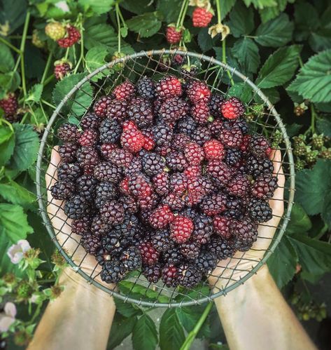 1,407 Likes, 84 Comments - SHAVONDA GARDNER l SG STYLE (@sgardnerstyle) on Instagram: “This AMAZING backyard space from fellow Sacramentan @urbanfarmstead is pretty much the epitome of…” Shavonda Gardner, Sg Style, Blackberry Bramble, Types Of Berries, Amazing Backyard, Modern Farmer, Plastic Free July, Drought Tolerant Landscape, Edible Landscaping