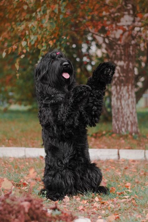 Black Russian Terrier Black Russian Terrier Puppy, Russian Black Terrier, Russian Dog Breeds, Russian Bear Dog, Russian Terrier, Strongest Animal, Black Russian Terrier, Every Dog Breed, Black Russian