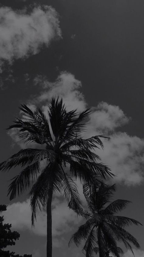 Iphone Background Art, Palm Tree Photography, Palm Trees Wallpaper, Appeasement, Gothic Wallpaper, Tree Wallpaper, Phone Wallpaper Images, Minimalist Wallpaper, Black And White Aesthetic