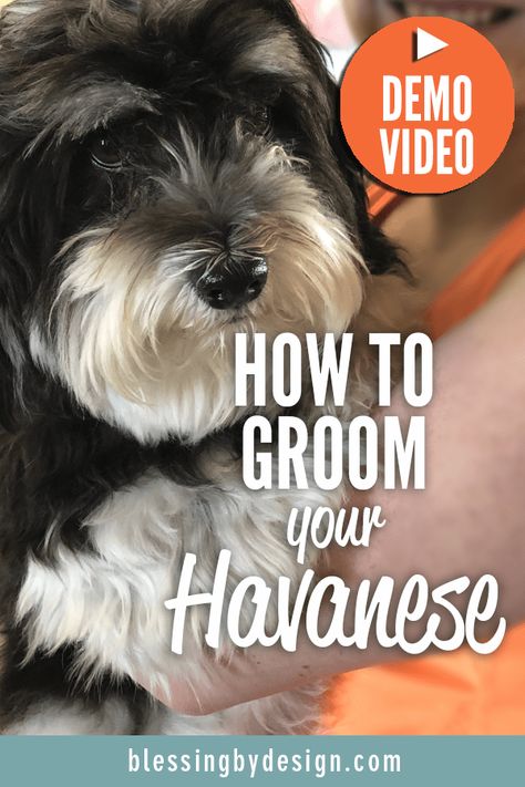 How to Groom Your Havanese Blessing by Design | Blog | Havanese Long Hair, Havanese Puppy Haircut, Grooming Havanese Dogs, Havanese Grooming Styles, Havanese Haircuts Styles, Havapoo Haircuts, Havanese Dogs Haircuts, Havanese Dogs Full Grown, Havanese Full Grown