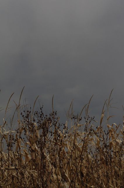 grey skies. landscape. Children Of The Corn, Grey Skies, Cloudy Day, Brown Aesthetic, Pretty Places, Enchanted Forest, Earthy Tones, Shades Of Grey, Secret Garden