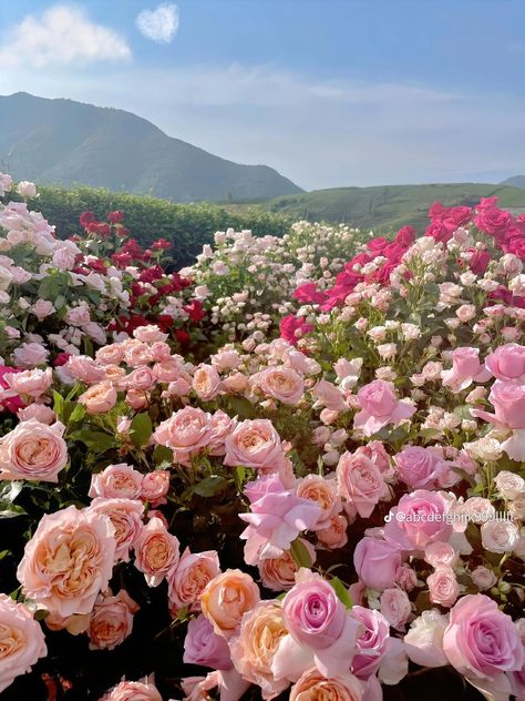 Pink Gardening Aesthetic, Roses Field Aesthetic, Kelsey Aesthetic, Aesthetic Outdoors, Rose Field, Beautiful Landscape Photography, Cute Pastel Wallpaper, Colorful Roses, Flower Therapy