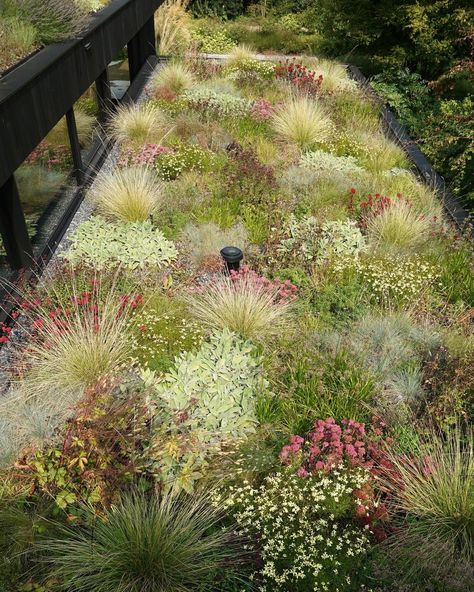 Roof Garden Landscape Architecture, Rewilding Architecture, Landscape Architecture Planting Plan, Pete Oudolf Garden Design, Piet Oudolf Shade Garden, Piet Oudolf Planting Plan, Layered Garden, Green Roof Planting, Wind Garden