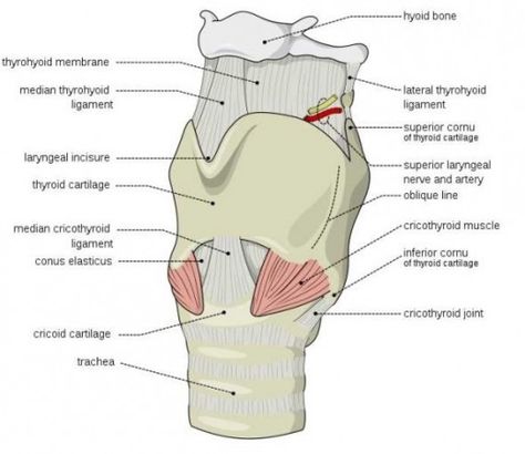 Globus Pharyngeus Feels Like a Lump in my Throat Throat Anatomy, Lump In Throat, Nerve Anatomy, Singing Techniques, Airway Management, Cranial Nerves, Vocal Coach, Vagus Nerve, Singing Lessons