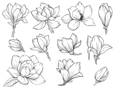 Daisies Line Art, Flower Bud Drawing, Pretty Flower Drawings, Orchid Line Drawing, Floral Outline Drawing, Magnolia Flower Drawing, Flower Outline Drawing, Magnolia Drawing, Pretty Flower Drawing