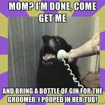 Groomer humor #lol Groomer Humor, Dog Groomer, Grooming Tips, Funny Dog Memes, Dc Memes, On The Phone, Dog Signs, Dog Quotes, Dog Memes