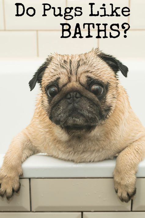 Pug Facts, Pug Meme, Dog Communication, Train Dog, Pug Tattoo, Jumping Dog, Pug Dogs, Baby Pugs, Pug Pictures