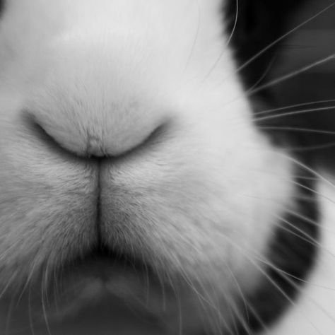 >.< Bunny nose Black And White Bunny, Animal Noses, White Rabbits, Bunny Pictures, White Bunny, Funny Bunnies, Amazing Animals, Black & White, Cuteness Overload