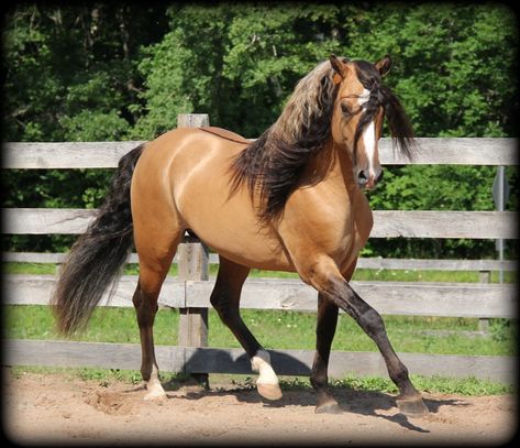 Horses Buckskin, Buckskin Horse, Horse Markings, Morgan Horse, Bay Horse, Quarter Horses, Most Beautiful Horses, Majestic Horse, Horse World