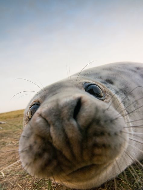 Grey Seal, Seal Pup, A Seal, Sea Lion, Close Up, Lion, Grey