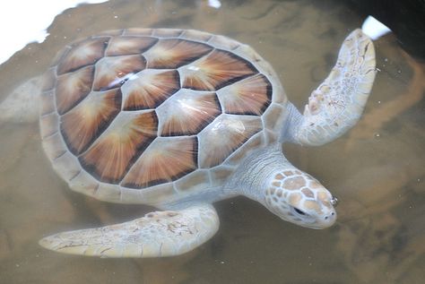 my boyfriend said he wanted to know what an albino sea turtle looked like and I had to pin this :)... albino sea turtle | Recent Photos The Commons Getty Collection Galleries World Map App ... Albino Turtle, Albino Animals, Tortoise Turtle, Turtle Love, Beautiful Sea Creatures, Cute Turtles, Aquatic Animals, Baby Turtles, Ocean Creatures