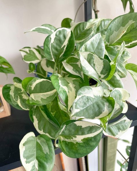 Njoy Pothos Plant, Pothos N Joy, Njoy Pothos, N'joy Pothos, N’joy Pothos, Pothos Plant, Plant Shop, Photosynthesis, House Plant