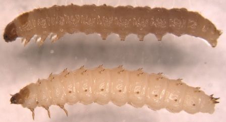 Moth Larvae, Beetle Larvae, Wax Moth, Varroa Mite, Backyard Beekeeping, Bee Keeping, Ocean Beach, Bee Hive, Ants