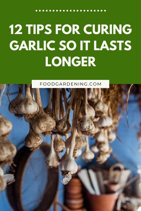 Love garlic? Then you'll love these tips for curing garlic so you can enjoy it forever and ever. Okay. Maybe not forever and ever. Still, curing garlic does make it last a lot longer. And as far as I’m concerned, you can never have too much garlic on hand. Curing Garlic, Harvesting Garlic, Garlic Bulb, Forever And Ever, Growing Tomatoes, Harvest Time, Food Preservation, Food Garden, Perfect Garden