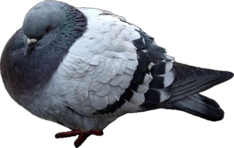 Fat Pigeon, Reaction Meme, Best Funny Pictures, Meme Pictures, New Memes, Pigeon, Daily Dose, Funny Pictures, Cute Animals