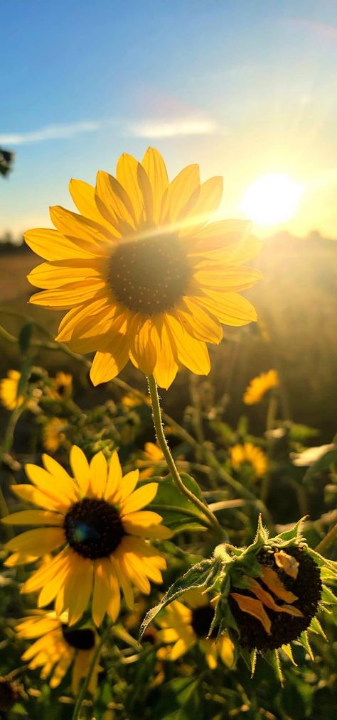 Yellow Flower Pictures, Iphone 7 Plus Wallpaper, Sunrise Wallpaper, Female Face Drawing, Sunrise Pictures, Sunflower Pictures, Sunflower Wallpaper, Iphone Wallpaper Pattern, Cute Flower Wallpapers