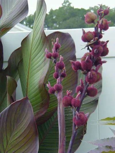 How to Grow Canna Lilies from Seed - HubPages Front Yard Oasis, Canna Lily Landscaping, Canna Lily Care, Canna Lily Garden, Cana Lily, Canna Bulbs, Canna Flower, Canna Lilies, Yard Oasis