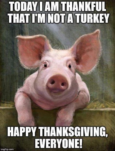 Happy Thanksgiving Memes, Funny Thanksgiving Pictures, Thanksgiving Backgrounds, Thanksgiving Meme, Happy Thanksgiving Funny, Pic Funny, Happy Thanksgiving Pictures, Thanksgiving Quotes Funny, Thanksgiving Jokes