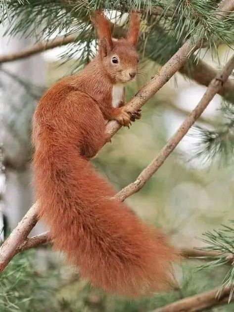 Sally Acorn, Dog Organization, Squirrel Pictures, Wild Animals Pictures, Woodland Critters, Leg Sleeve, Cute Squirrel, Red Squirrel, Wildlife Animals