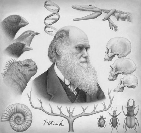 Darwin Tattoo, Charles Darwin Evolution, Darwin Evolution, Bald Eagle Tattoos, Darwin's Theory Of Evolution, Theory Of Evolution, Science Illustration, Fish Drawings, Charles Darwin