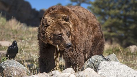 Extinct 'hypercarnivorous' California grizzly bears were actually mostly vegetarian before Europeans showed up | Live Science University Of Southampton, Bear Attack, Grizzly Bears, America Today, Grizzly Bear, Big Bear, Large Animals, Yellowstone National, Yellowstone National Park