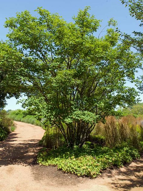 Amelanchier x grandiflora 'Autumn Brilliance' Serviceberry Tree, Secret Garden Book, Brick Patterns Patio, Butterfly Garden Design, Garden Background, Chicago Botanic Garden, Meteor Garden 2018, Magic Garden, Fear Of The Unknown