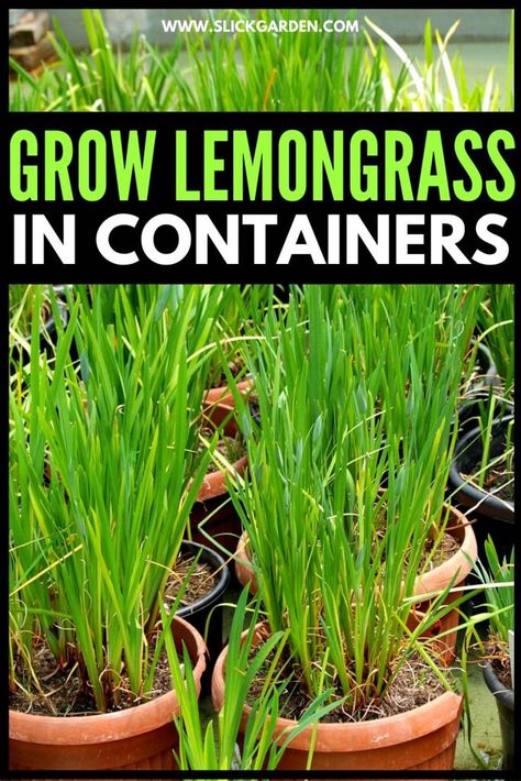 Growing Lemon Grass In Pots, How To Use Lemongrass Plant, Lemongrass Plant Landscaping, Lemongrass Pots, Growing Citronella Plant, Deck Plants, Easy Gardening Hacks, Grow Lemongrass, Lemongrass Plant