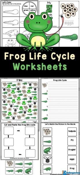 Kids in preschool, kindergarten, and grade 1 will love working on their math and literacy skills while completing the activities in these Frog Life Cycle Worksheets. In this free printable life cycle of a frog worksheet, children will be introduced to the life cycle of a frog. Frog Worksheet, Frog Life Cycle Printable, Frog Life Cycle Craft, Frog Life Cycle Activities, Life Cycles Kindergarten, Frogs Preschool, Plant Life Cycle Worksheet, Life Cycles Preschool, Sunflower Life Cycle