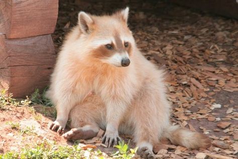 Blonde Raccoon Racoon, Blonde