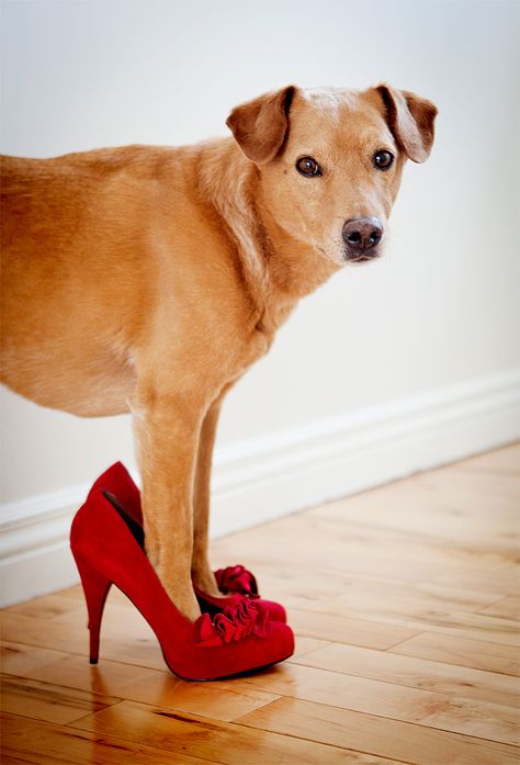 kkkkk Dog Pics, Creature Feature, Doberman, Red Shoes, Mans Best Friend, Animals Friends, Dog Life, I Love Dogs, Dog Days