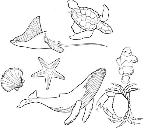 Sea Life Line Drawing, Sea Creature Line Art, Ocean Themed Drawings, Sea Animals Drawing Sketch, Under The Sea Drawing, Stingray Drawing, Ocean Theme Tattoos, Sea Creatures Drawing, Animal Outline