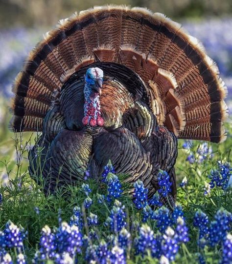 Raymond W Carroll‎Country and Farm Photography Follow · 1 hr ·   Wild Turkey & Blue Bonnets near Mason from last April Turkey Photography Bird, Turkey Animal Photography, Turkey Bird Photography, Baby Turkey Pictures, Tattoo Wallpapers, Turkey Pictures, Terrestrial Animals, Hunting Drawings, Turkey Pics