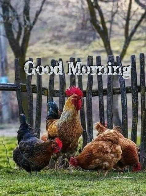 Chicken Meme, Country Pics, Farm Quotes, Good Morning Animals, Good Morning Christmas, Morning Christmas, Gd Morning, Good Morning Funny Pictures, Daily Greetings