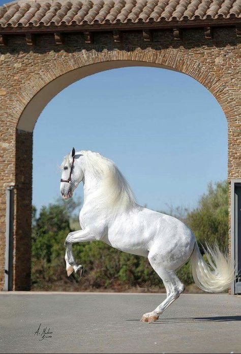 Beautiful white Spanish horse framed by a stone arch. Largest Horse Breed, Regnul Animal, Horse Dressage, Andalusian Horse, Most Beautiful Horses, Most Beautiful Animals, Majestic Horse, All The Pretty Horses, Rare Animals