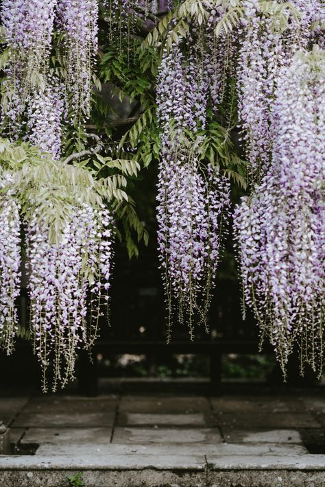 Wisteria Wallpaper, Flower Garden Pictures, Hanging Wisteria, Hanging Flower, Tree Images, Plant Wallpaper, Sustainable Garden, Forest Wallpaper, Hanging Flowers