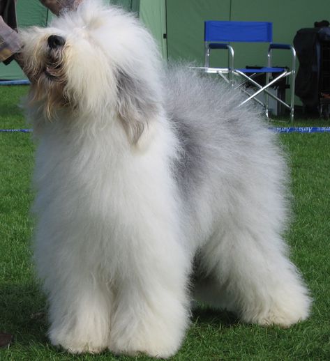 English Sheepdog Puppy, Old English Sheepdog Puppy, Sheepdog Puppy, American Bobtail Cat, Sheep Dog Puppy, English Sheepdog, Old English Sheepdog, Dog Fence, Family Dogs