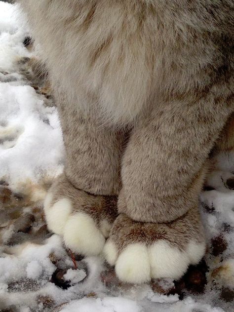 Canada Lynx Paws Canadian Lynx Paws, Canada Lynx Cat, Canadian Lynx Cat, Lynx Fursona, Lynx Aesthetic, Lynx Therian, Lynx Cat, Canada Lynx, Better Than Everyone