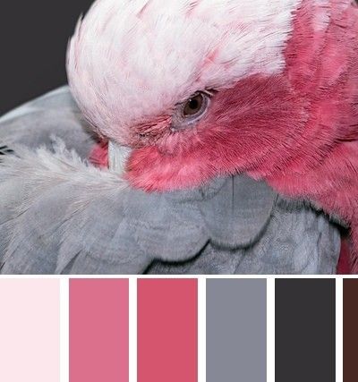 Sarah Renae Clark Color Palettes, Sarah Renae Clark, Color Palets, Bird Reference, Christmas Color Palette, Colour Pallets, City And Colour, Color Schemes Colour Palettes, Palette Art