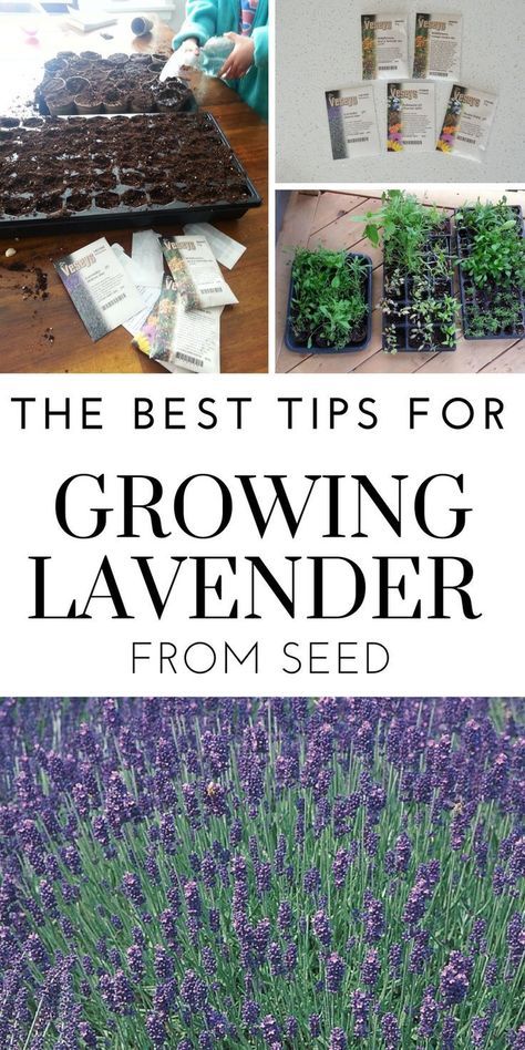 The best tips for successfully growing lavender from seed #lavender #seedstaring #perennial #gardening #garden Growing Lavender From Seed, Lavender From Seed, Lavender Seeds, Growing Lavender, Easy Plants To Grow, Lavender Garden, Lavender Plant, Lavender Farm, Wildflower Garden