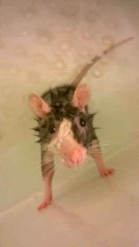 Funny Rats, Cute Rats, Funny Animal Photos, A Rat, Pet Rats, Silly Animals, Very Funny Pictures, Animal Photos, Little Animals