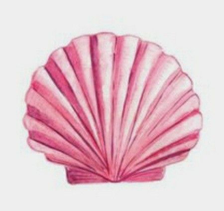 Seashell Watercolor, Seashell Drawing, Shell Drawing, Pink Seashell, Scallop Shell, Banner Printing, Summer Wallpaper, Design Element, Wall Collage