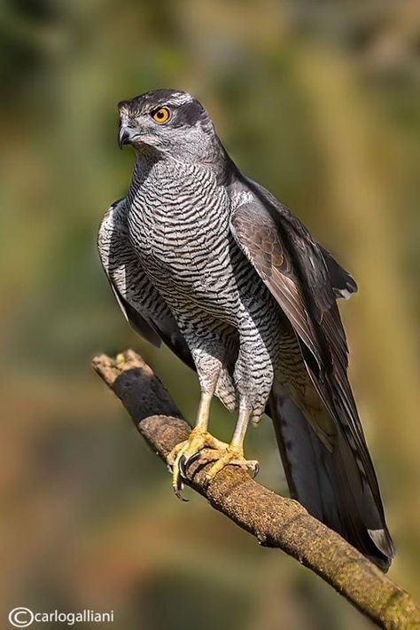 Eastern Hemlock, Northern Goshawk, Wild Animals Videos, Raptors Bird, Animal Reference, Birds Of Prey, Wild Birds, Sea Animals, Animal Gifs