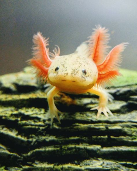 Axolotl Pictures, Water Monster, Axolotl Tank, Axolotl Cute, Bug Images, Cute Axolotl, Fish Drawings, Living Things, Creature Feature