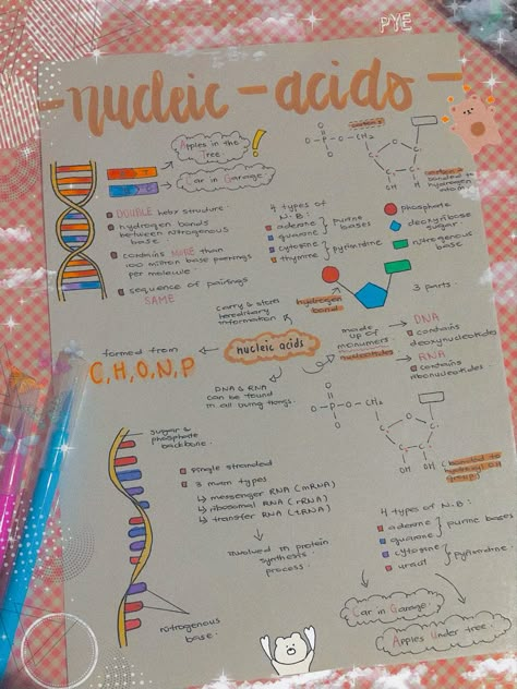 Nucleic Acid Notes, Nucleic Acid Structure, Chemistry Project, Microbiology Study, Bio Notes, Biochemistry Notes, Biology Poster, Notes Taking, Chemistry Projects