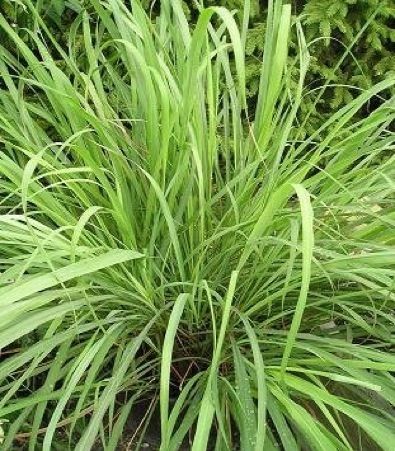 lemongrass Lemongrass Plant, Lemon Health Benefits, Natural Mosquito Repellant, Sloped Garden, Lemongrass Essential Oil, Herb Seeds, Planting Herbs, Medicinal Herbs, Medicinal Plants