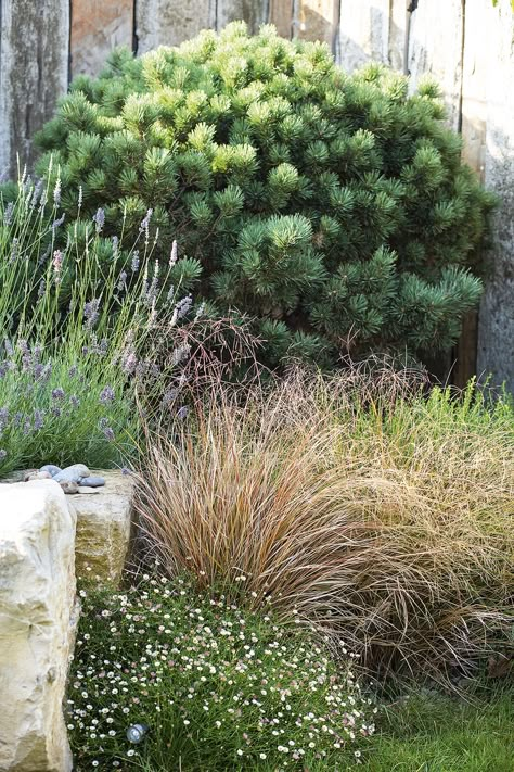 The sea-worn fence changes colour with the weather, providing contrast and shelter for the pines, grasses and the self-seeded fleabane Erigeron karvinskianus Evergreens And Grasses, Sea Garden Ideas, Erigeron Karvinskianus Border, Switchgrass Landscape, Seaside Gardens, Beach House Garden, Pinus Mugo, Pine Garden, Coastal Garden