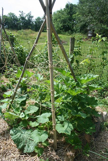 Pumpkin Trellis | Recent Photos The Commons Getty Collection Galleries World Map App ... Trellised Pumpkins, Pumpkin Garden Ideas, Pumpkin Trellis Ideas, Pumpkin Trellis, Trellis Ideas, Pumpkin Garden, Plants Growing, Veg Garden, Home Vegetable Garden