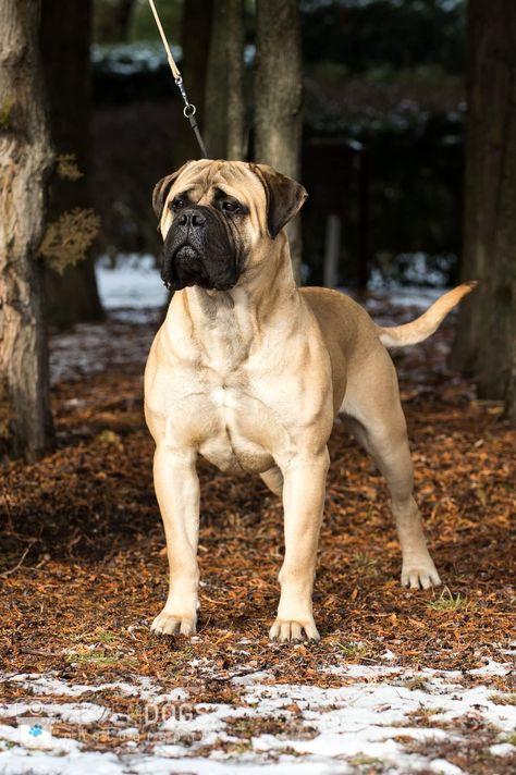 Borebole Dog, English Bullmastiff, Bullmastiff Dogs, Bullmastiff Puppies, Chien Cane Corso, Bull Mastiff Dogs, Big Dog Toys, Dogs Drawing, Tiny Dog Breeds